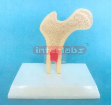 DESK TYPE HUMAN FEMUR STRUCTURE MODEL WITH DESCRIPTION PLATE